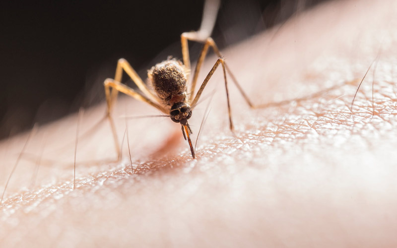 Mosquito Buzz Why Mosquitoes Choose You & How to Stop it DailyThings.me