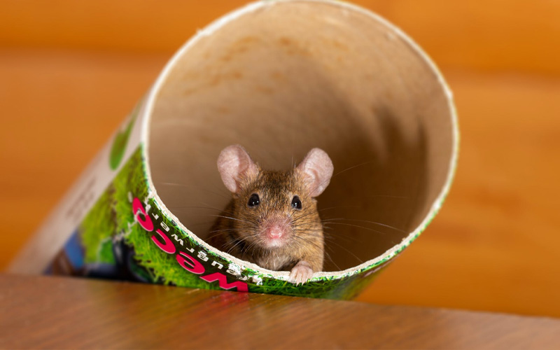 what those sneaky little mice leave behind in your home