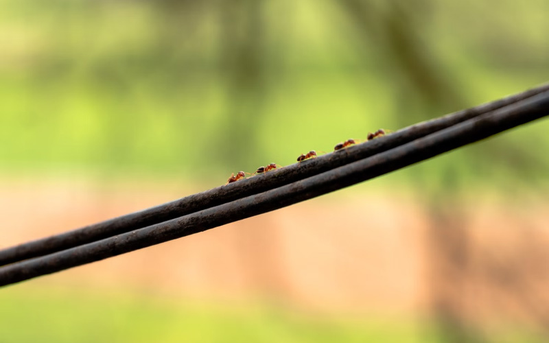 Effective Ways To Get Rid Of Ants In Your Home And Yard DailyThings Me   Effective Ways To Get Rid Of Ants In Your Home And Yard 1 