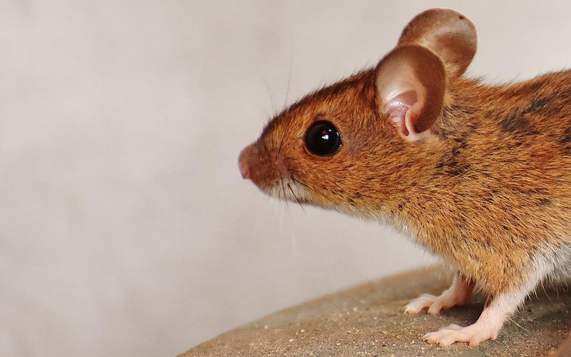 Top Signs that You Have Mice in Your Bedroom DailyThings.me
