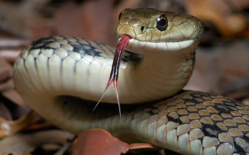 7 Most of the Powerful Scents that Deter Snakes DailyThings.me