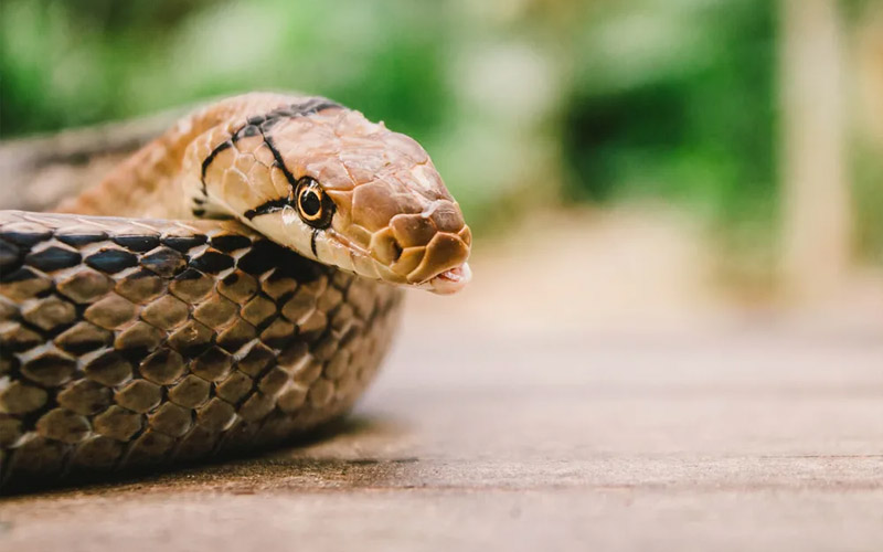 This is Where Snakes Are Most Likely to Hide in Your Home DailyThings.me