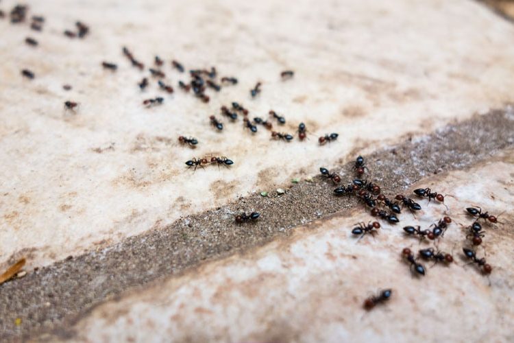 Here Are The Tried And Approved Ways To Get Rid Of Yard Ants   Here Are The Tried And Approved Ways To Get Rid Of Yard Ants 1 750x500 