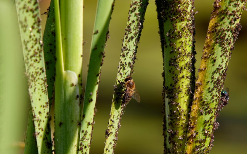 Infested Means 6 Telltale Signs of a Pest Infestation You Must Never Overlook ...